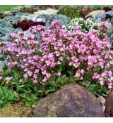 Arabis caucasica ´Compinkie´