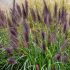 Pennisetum alopecuroides ´Black Beauty´