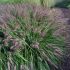 Pennisetum alopecuroides ´Black Beauty´