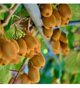 Actinidia chinensis