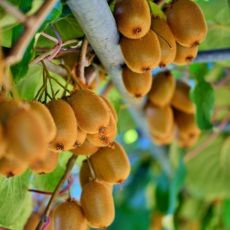 Actinidia chinensis