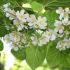 Actinidia chinensis