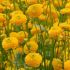 Ranunculus acris ´Multiplex´