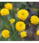 Ranunculus acris ´Multiplex´