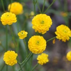 Ranunculus acris ´Multiplex´