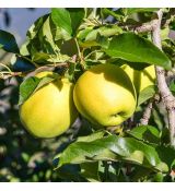 Jabloň 'GOLDEN DELICIOUS' zimná