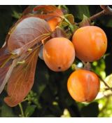 Diospyros Kaki (Hurmikaki) ´Tipo´