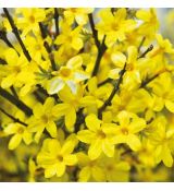 Jasminum nudiflorum