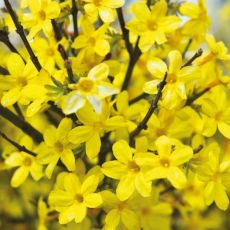 Jasminum nudiflorum