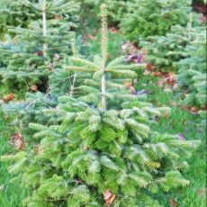 Abies Nordmanniana