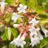 Abelia x grandiflora ´Francis Mason´