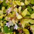 Abelia x grandiflora ´Gold Spot´