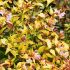 Abelia x grandiflora ´Gold Spot´