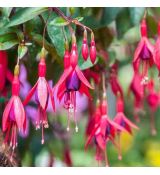 Fuchsia 'Mrs Popple'