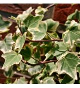 Hedera helix ´Glacier´