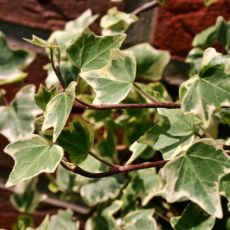 Hedera helix ´Glacier´