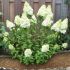 Hydrangea paniculata 'Polar Bear'®