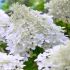 Hydrangea paniculata 'Polar Bear'®