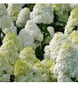 Hydrangea paniculata 'Polar Bear'®