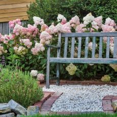 Hydrangea paniculata 'Sundae Fraise'®