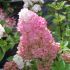 Hydrangea paniculata 'Sundae Fraise'®