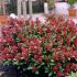 Skimmia japonica 'Rubella'