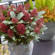 Skimmia japonica 'Rubella'