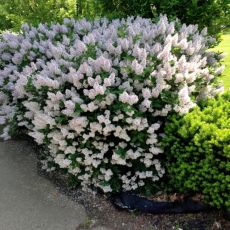 Syringa patula 'Miss Kim'