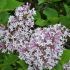 Syringa patula 'Miss Kim'