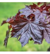 Acer platanoides ´Royal Red´