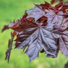 Acer platanoides ´Royal Red´