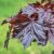 Acer platanoides ´Royal Red´