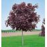 Acer platanoides ´Royal Red´