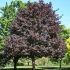 Acer platanoides ´Royal Red´