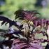 Albizia julibrissin 'Summer Chocolate'®