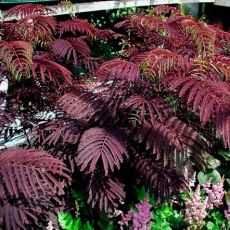 Albizia julibrissin 'Summer Chocolate'®