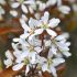 Amelanchier lamarckii