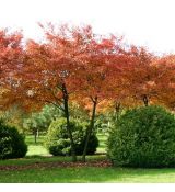 Amelanchier lamarckii