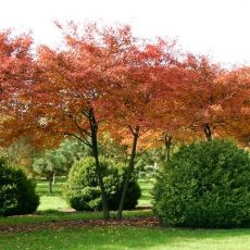 Amelanchier lamarckii