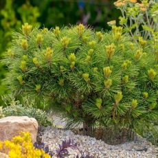 Pinus mugo ´Pumillio´