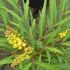 Mahonia fortunei/sinensis