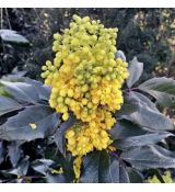 Mahonia x Wagneri ´Fireflame´