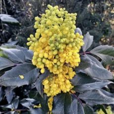 Mahonia x Wagneri ´Fireflame´