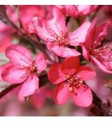 Malus 'Royal Raindrops'®