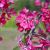 Malus x purpurea 'Crimson Cascade'®