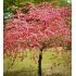 Malus x purpurea 'Crimson Cascade'®