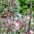 Malus x purpurea 'Crimson Cascade'®