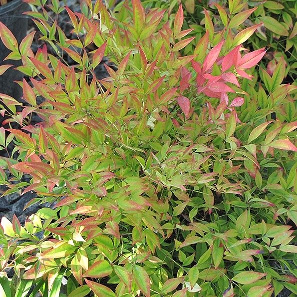 Nandina Domestica Baie de Lune