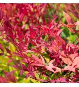 Nandina domestica ´Moon Bay´