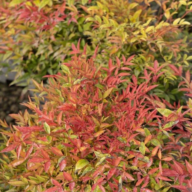 Nandina Domestica Baie de Lune